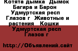 Котята дымка, Дымок, Багира и Барон. - Удмуртская респ., Глазов г. Животные и растения » Кошки   . Удмуртская респ.,Глазов г.